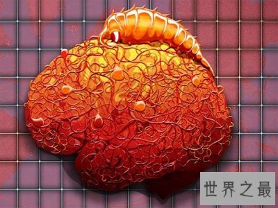 ​动物界十大最变态的杀手，交配中吃掉另一半
