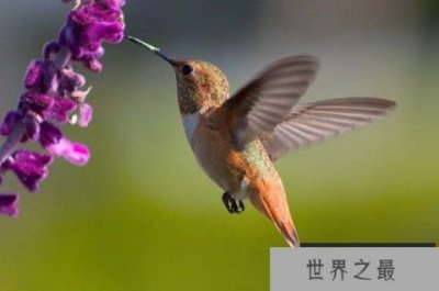 ​世界上体型最小的10种鸟，吸蜜蜂鸟排第一