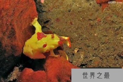 ​盘点十大最怪异海洋生物，我的深海恐惧症好了