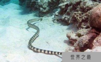 ​世界上5大最毒的生物：贝尔彻海蛇是最毒的蛇