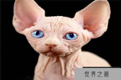 ​世界十大最奇异的猫：波斯猫颜值高 泰国“白色宝石”上榜