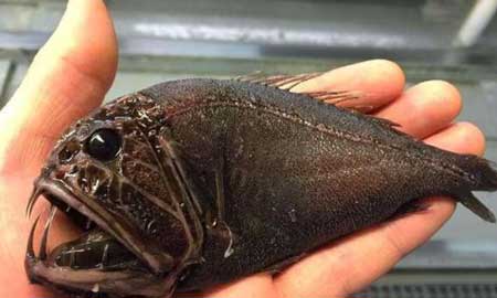 深海100000米以下生物,目前尚未发现的恐怖生物