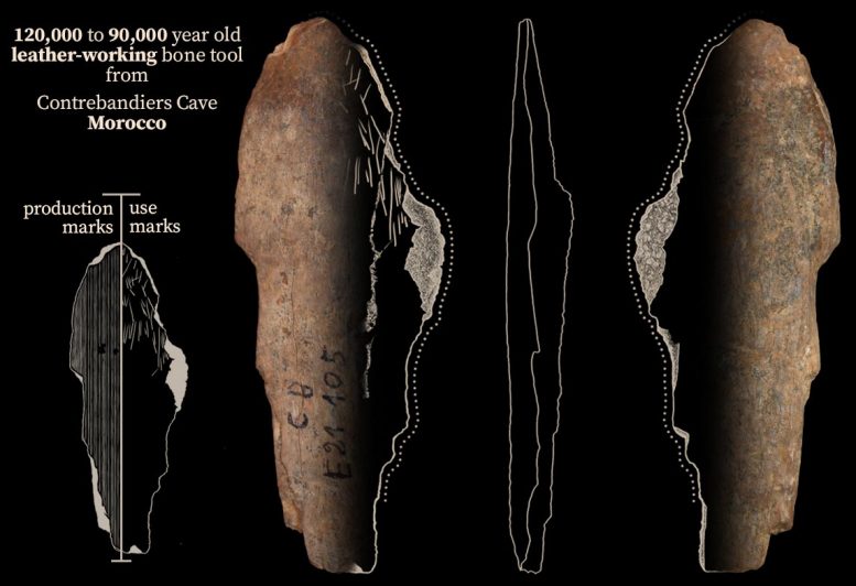 12万年前生活在现今摩洛哥的早期人类使用骨质工具制作衣服