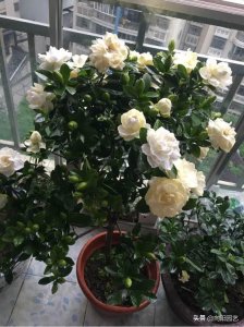 ​十大最香的花排名（在室内好养护的开花香的花卉品种）