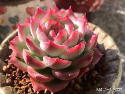 ​十大最美多肉排行榜（养出的状态高颜值多肉植物品种）