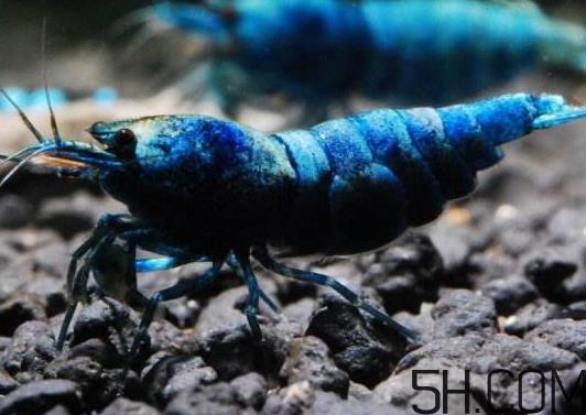 河虾为什么不好养活？河虾怎么养？