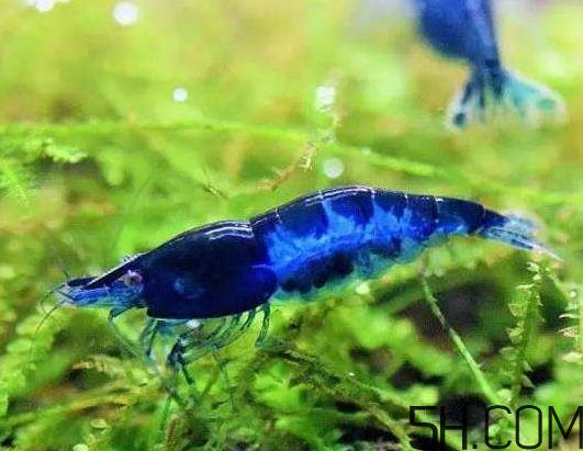 河虾为什么不好养活？河虾怎么养？