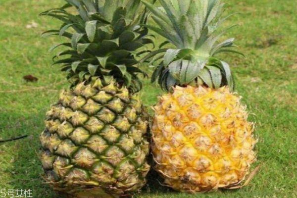 怎么区分菠萝和凤梨 菠萝和凤梨有什么不同