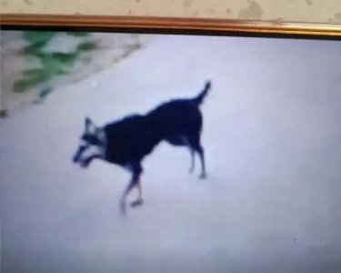 ​3岁男童被恶犬咬伤18天后离世，一连串问号需要拉直