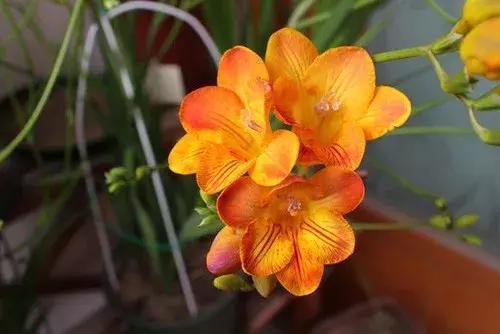 10种最受欢迎的年宵花，你最喜欢哪一种？