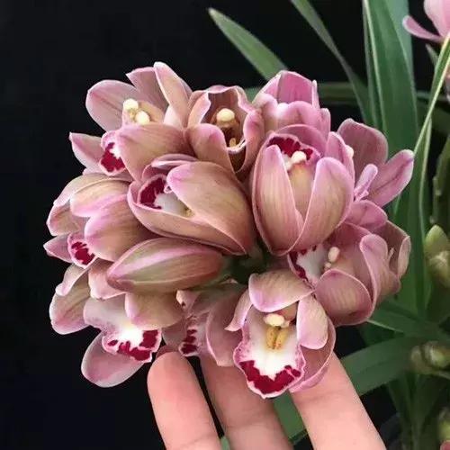 10种最受欢迎的年宵花，你最喜欢哪一种？