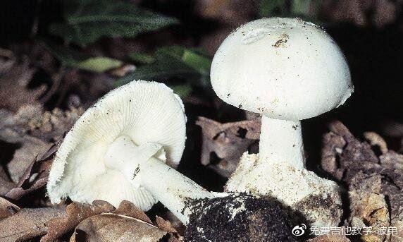 世界上最毒的蘑菇，致命白毒伞(食用死亡率高达95%)