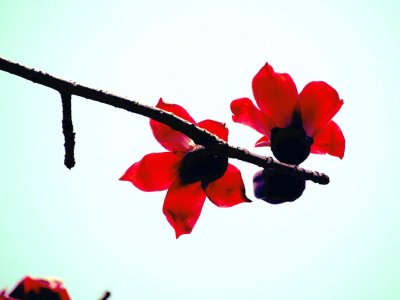 ​木棉怎么施肥
