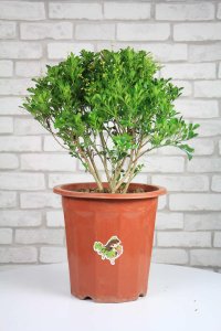 ​米兰什么时候开花，米兰不开花是什么原因