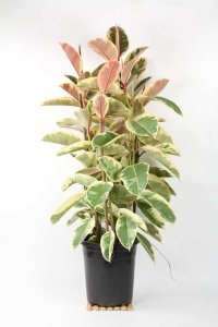 ​橡皮树常见品种