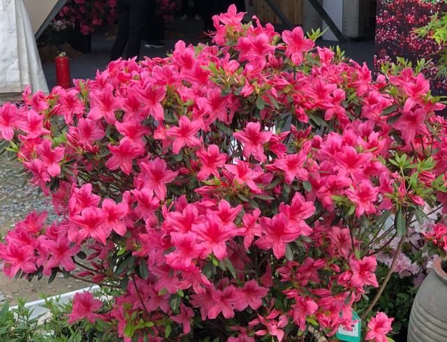 中国各城市市花，都在这里了，看看你所在的城市是什么花吧！
