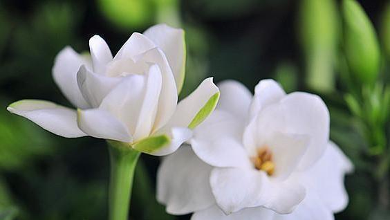 栀子花花苞发黄掉落怎么回事？
