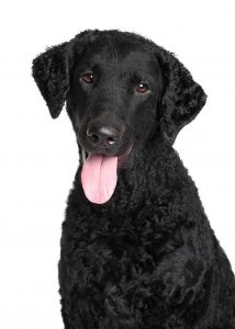 ​对于卷毛寻回犬你们了解多少？看完之后你就会明白！