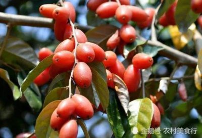 ​云南大山里的红色野果，农村人叫羊奶果，酸甜可口还能做成凉拌吃