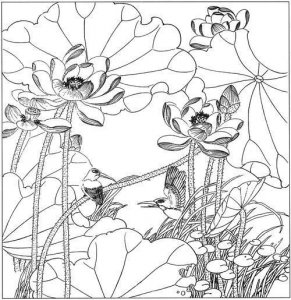 ​五十多幅高清荷花白描线稿资料，喜欢的拿走吧