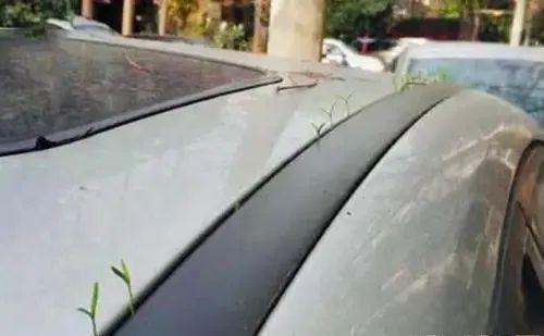 武汉汽车长草到底是怎么回事？-