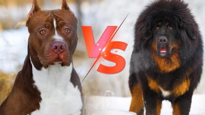 ​藏獒vs比特犬，谁才是真正的狗中之王？