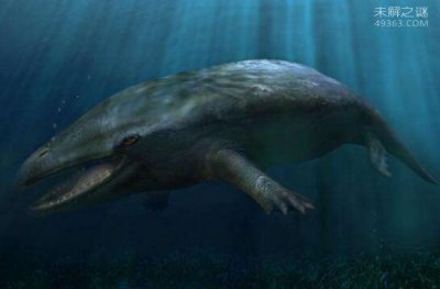 ​海洋中最原始的鲸，5000万年前原鲸长有脚趾