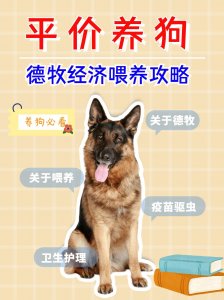 ​德国牧羊犬好养吗？德牧经济喂养攻略分享
