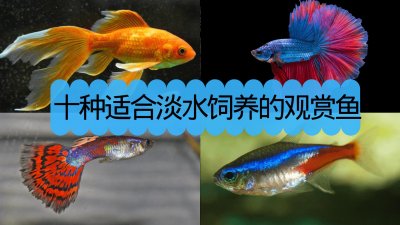 ​常见观赏鱼 - 十种适合淡水饲养的观赏鱼