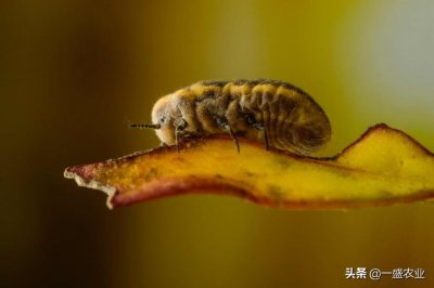 ​草履蚧的危害、习性及防治技术