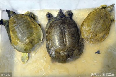 ​甲鱼养殖需要多少资金，甲鱼养殖成本