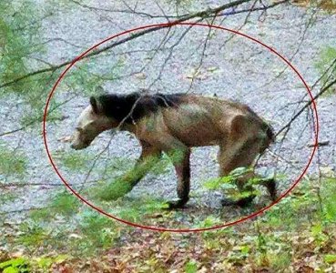 ​上个世纪，出现在农村里的神秘生物“驴头狼”，到底是什么？