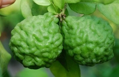​用美图告诉您这些怪异水果名称