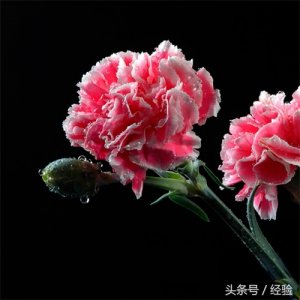​康乃馨的水养方法
