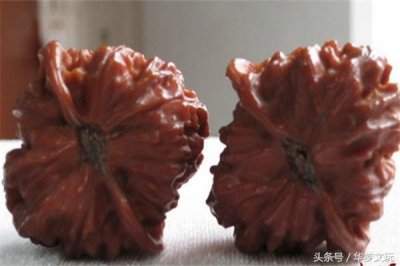 ​老款狮子头—梦寐以求