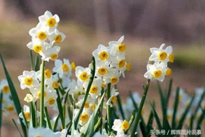 ​100种花开时间表（上）