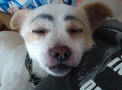 ​中国6大“本土”犬种，看看你都认识哪几种？