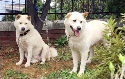 ​来自韩国的国宝犬种，曾经在奥运开幕式出现，它们的名字叫珍岛犬