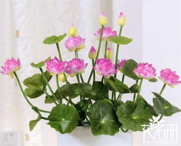 ​供佛用什么鲜花，佛前供花注意事项（莲花是首选）