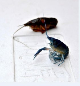 ​基因突变？江苏惊现蓝色小龙虾