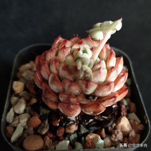 ​多肉植物：怎么处理花剑才好？不剪花剑行不行？一起来了解一下吧