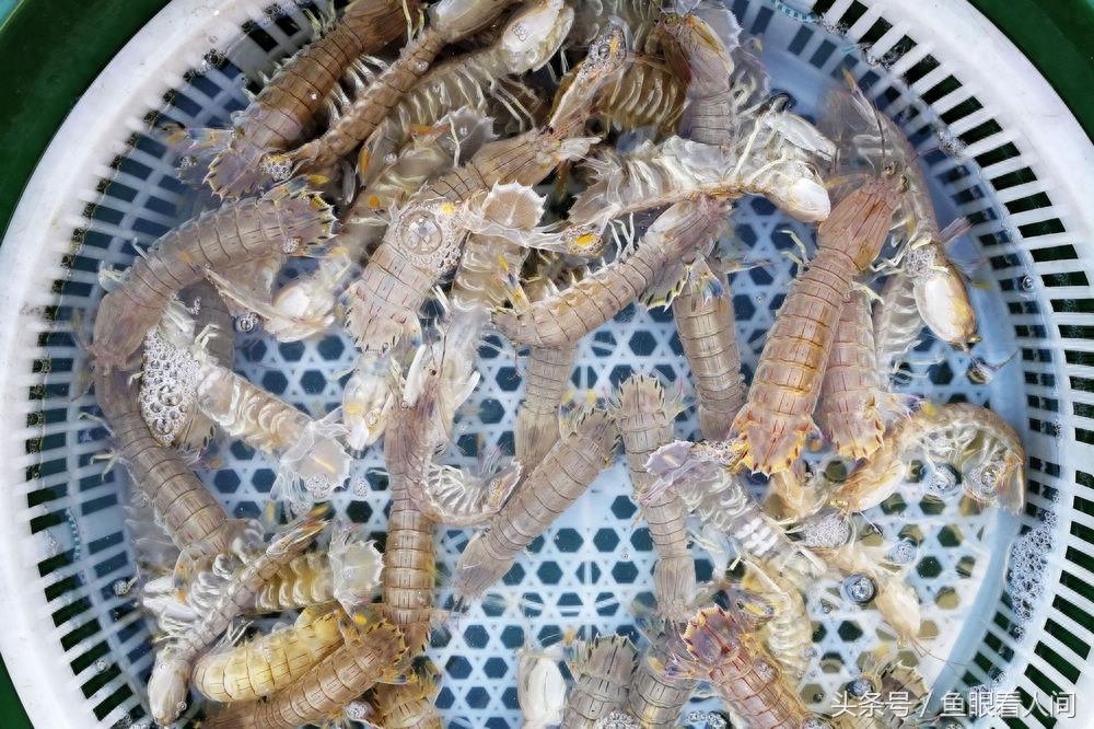 春日暖阳下 针鱼现身海鲜市场 22块钱一斤 鲜活老头鱼45价格最高