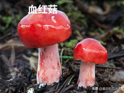 ​有图有真相，这8种毒蘑菇要小心避开