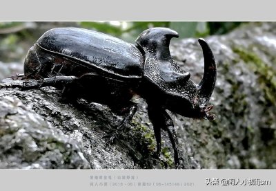 ​昆虫摄影：长着犄角的金龟子，形似犀牛，憨厚却可爱，拍摄技巧