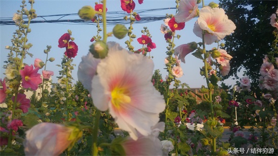 多色蜀蔡花，让你看个全