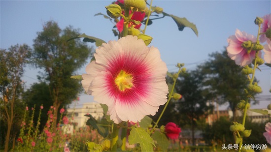 多色蜀蔡花，让你看个全