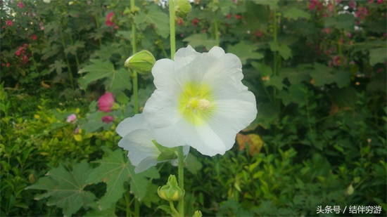 多色蜀蔡花，让你看个全