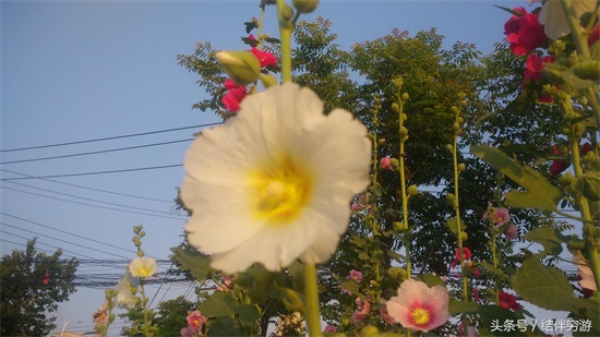 多色蜀蔡花，让你看个全