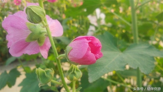多色蜀蔡花，让你看个全