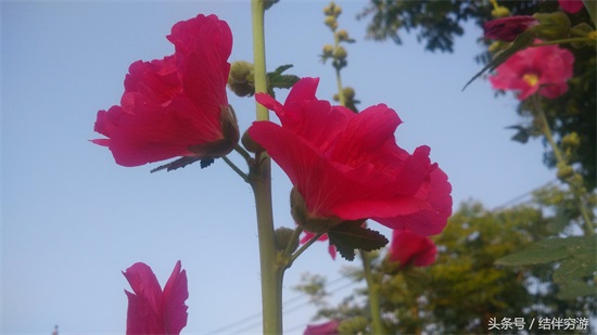 多色蜀蔡花，让你看个全